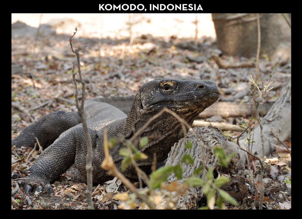 komodo.jpg