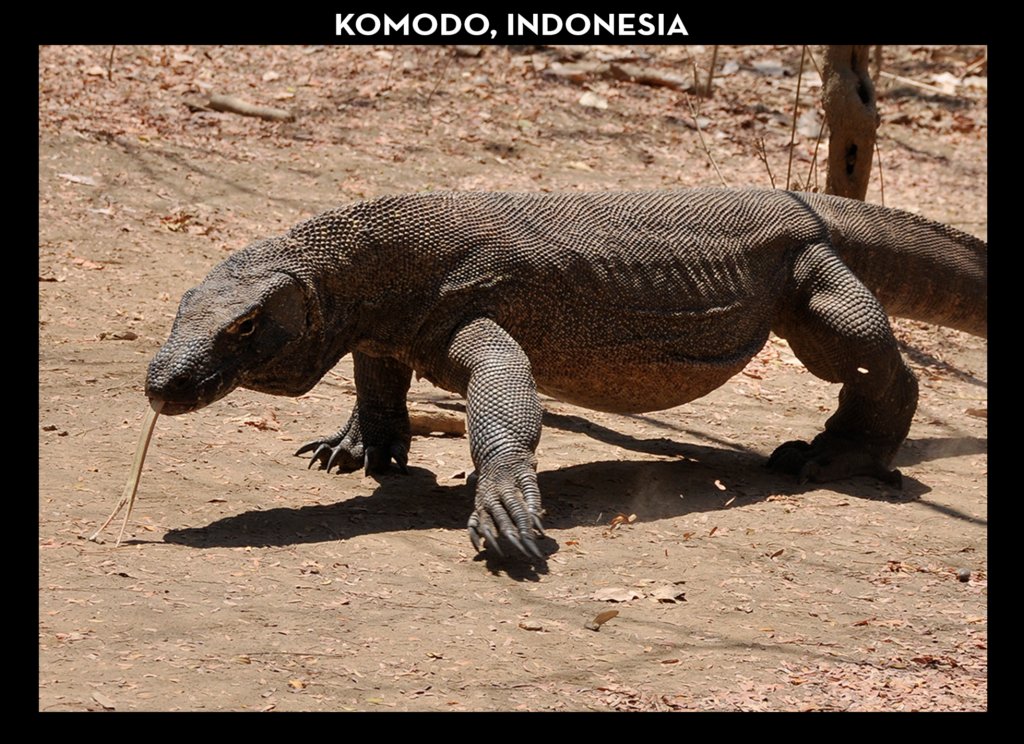 komodo2.jpg